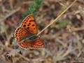 Lycaena asabinus (Anadolu Ateşgüzeli)